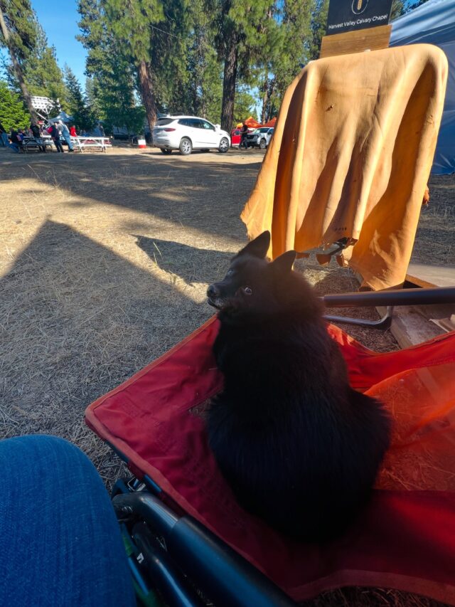 🐾🐾Noli came to hang out with me in the woods up here at the Bickleton Rodeo. Come say hi to her if you’rere up here!!👋🏻👋🏻